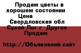 Продам цветы в хорошем состоянии. › Цена ­ 500-2000 - Свердловская обл., Сухой Лог г. Другое » Продам   